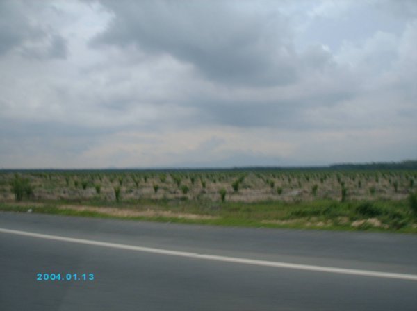 batu_pahat_to_KL_palmtree_field