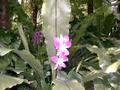KL_orchid_garden_4