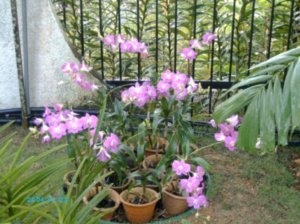 KL_orchid_garden_2