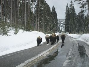 How to overtake a bison