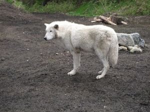 Wolf at Grouse Mountain