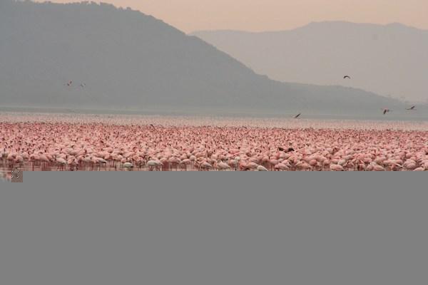Flamingoes Galore