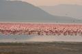 Flamingoes Galore