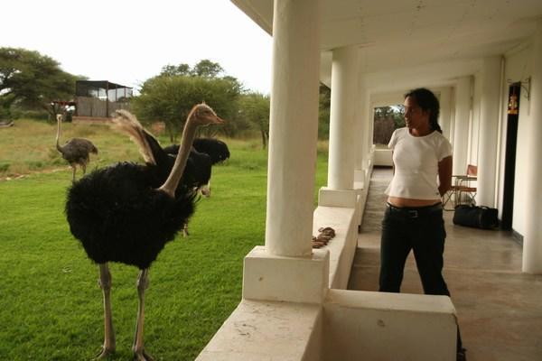 Fighting the Ostriches