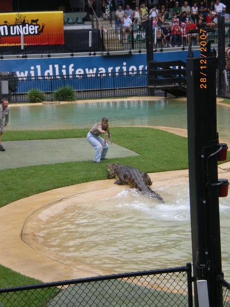 Terri Irwin feeding the croc!