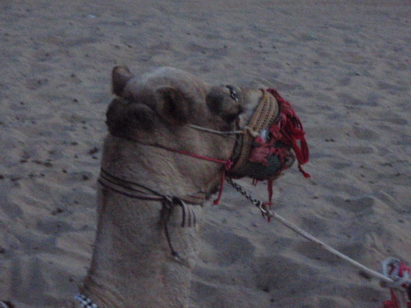 Camel Ride - Getting on and off it great fun! 