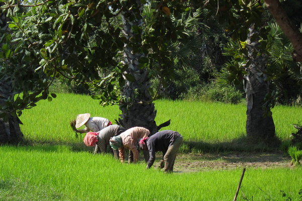 Rice Paddy Field