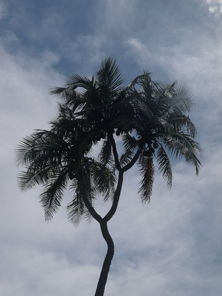 Multi-headed coconut treee