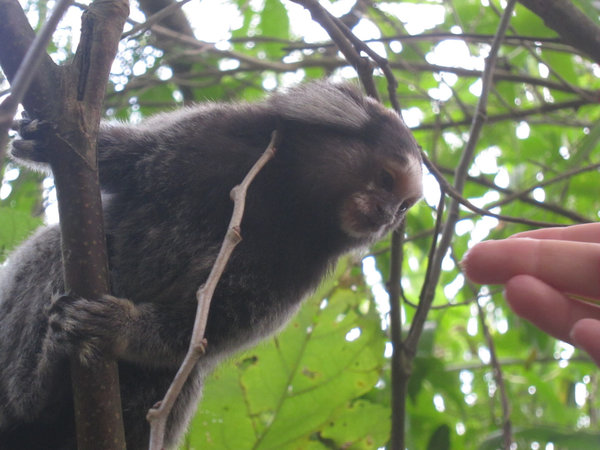 Feeding the monkey