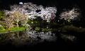 Sakura Reflection
