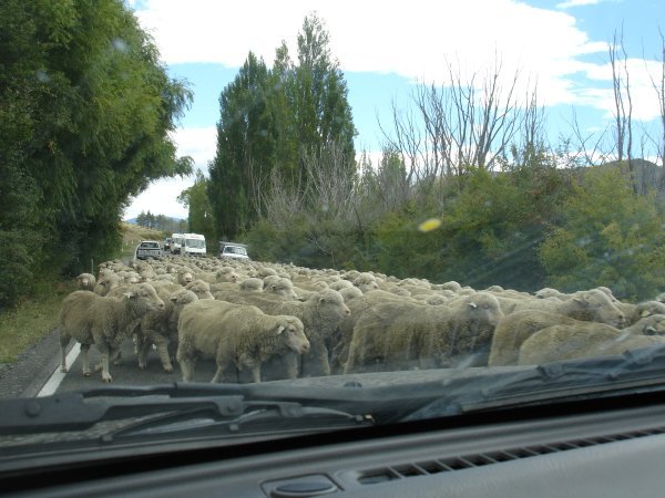 One of these sheep actually jumped into our car! Baaaah!