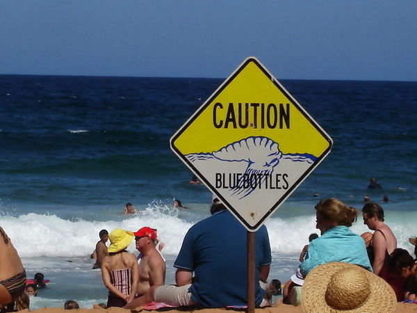 Bluebottle Jellyfish Warning