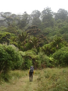 Evan surrounded by a huge rainforest