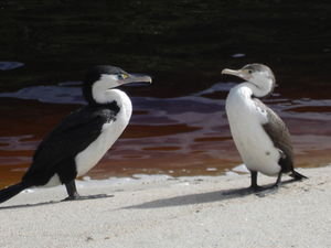 Birds at Heaphy Beach