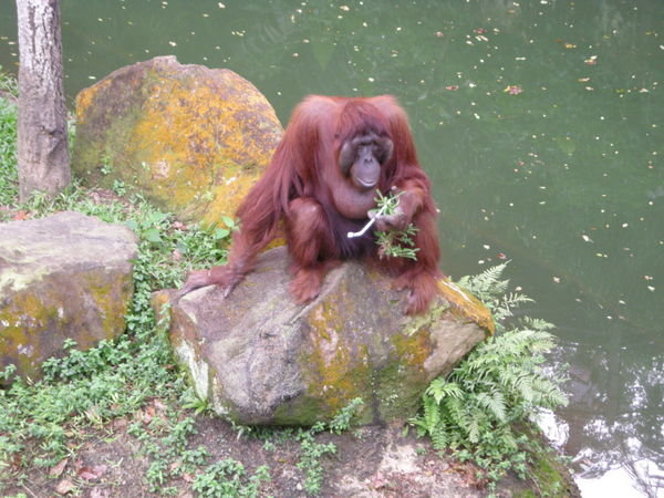 King Orangutang