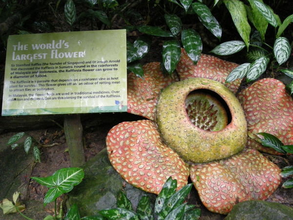 The World's Largest Flower