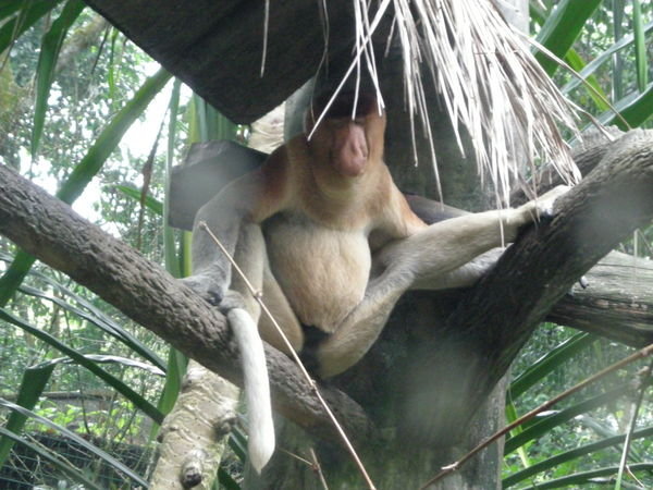 Monkey Chilling in a tree