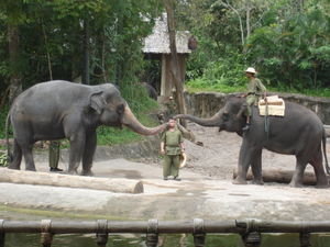 Elephants Kissing