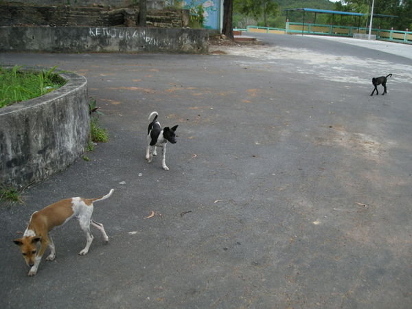 Stray dogs around the abandoned temple