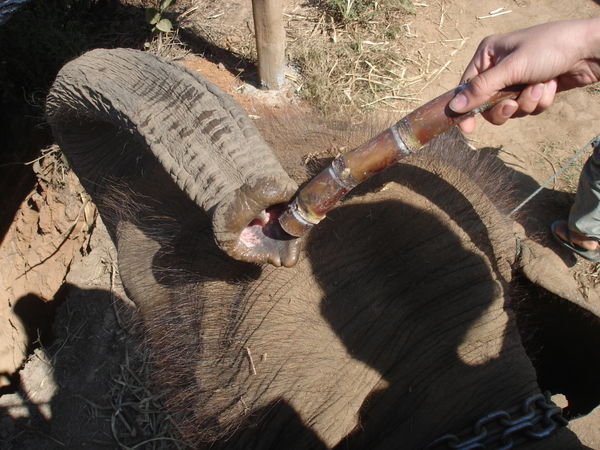 Feeding Padu her bamboo sticks