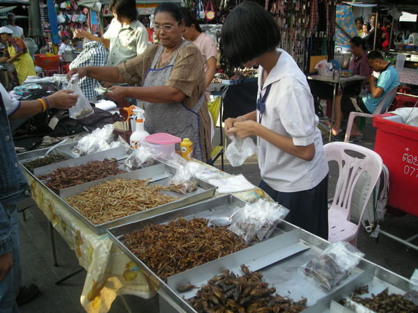 yum, insects in Suratthani