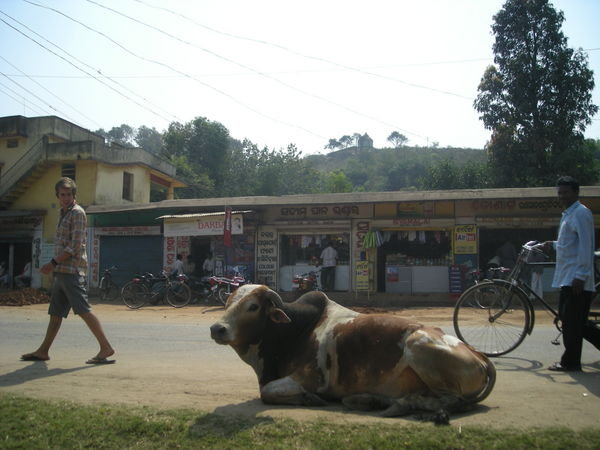 Chris walking past a stray cattle in Kesinga
