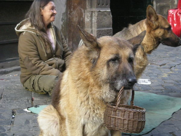 Dog Beggar