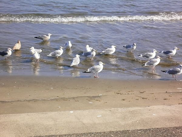 Defenseless sea gulls