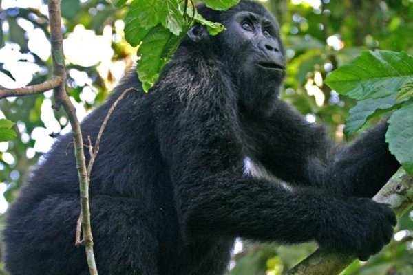 Uganda Female in Tree3