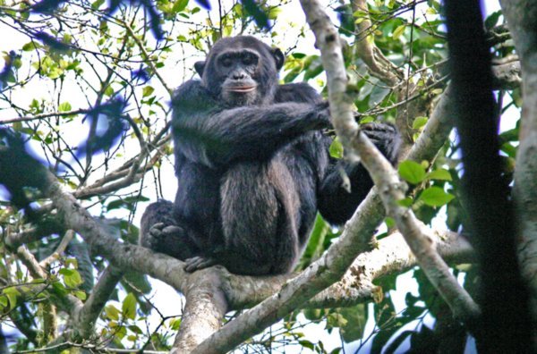 Uganda Kibale Chimp in Tree