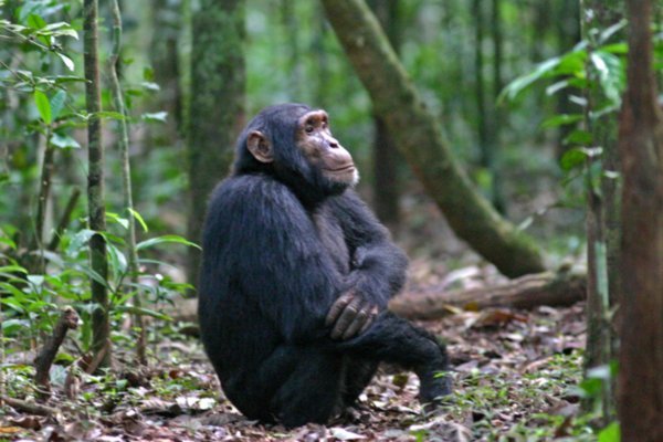 Uganda Kibale One Footed Chimp