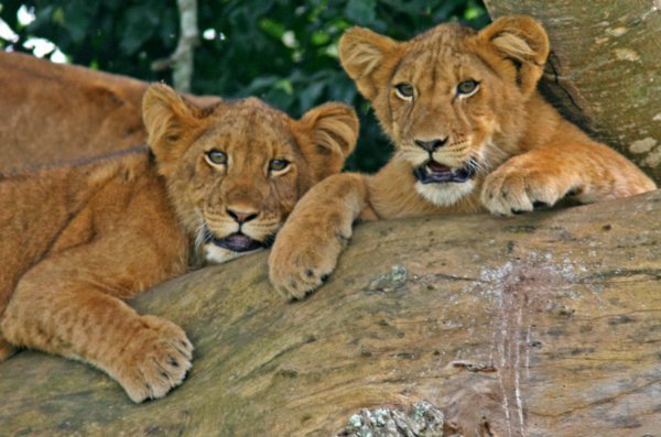 Uganda QE Park 3 Cubs in Tree