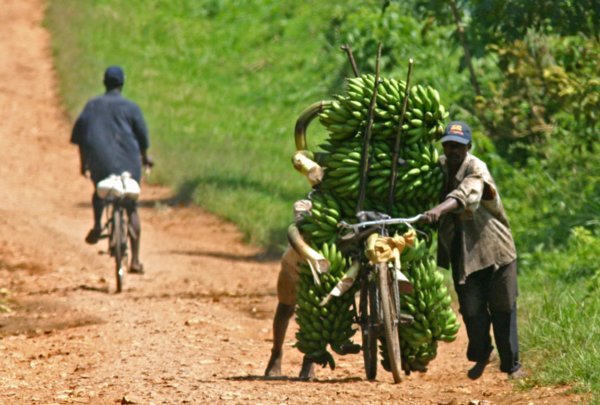 Uganda Road to Kibale Banana Biker