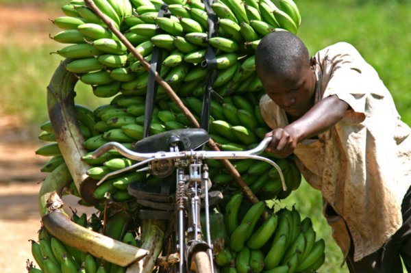 Uganda Road to Kibale Banana Biker2