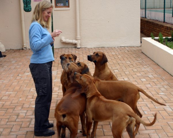 Dogs at Joburg Guest House