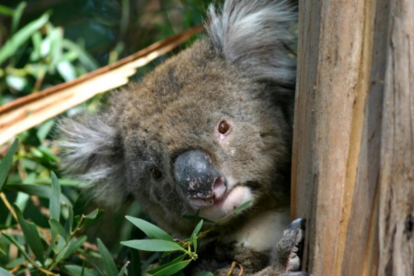 Kangaroo Island Hansons Reserve Koala16