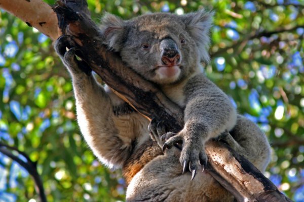 Kangaroo Island Hansons Reserve Koala32