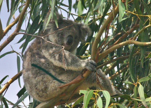 Kangaroo Island Hansons Reserve Koala6