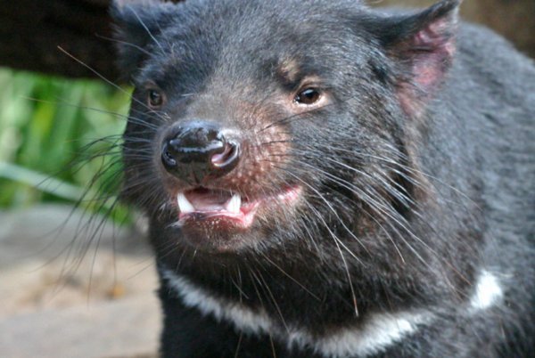 Tasmania Bichenu Reserve Devil4