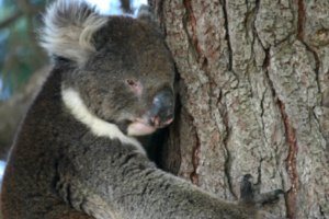Kangaroo Island Hansons Reserve Koala13jpg