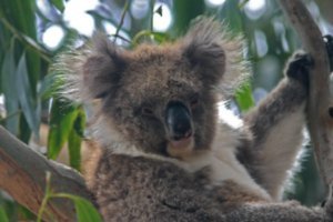 Kangaroo Island Hansons Reserve Koala2