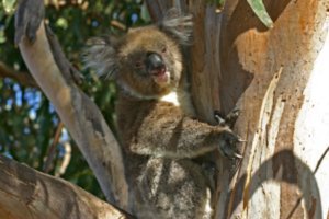 Kangaroo Island Hansons Reserve Koala22