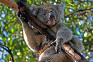 Kangaroo Island Hansons Reserve Koala32