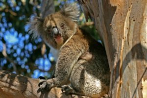 Kangaroo Island Hansons Reserve Koala39