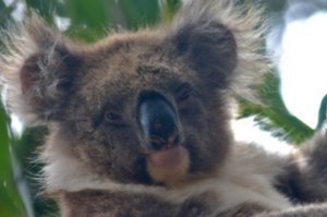 Kangaroo Island Hansons Reserve Koala5