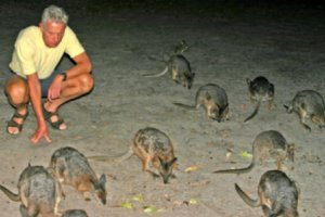 Kangaroo Island Wilderness Resort Steve Wallabies