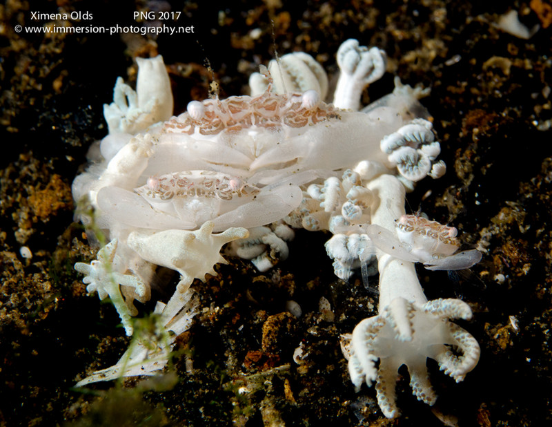 Porcelain Crab Family MVFebrina PNG By Ximena Olds