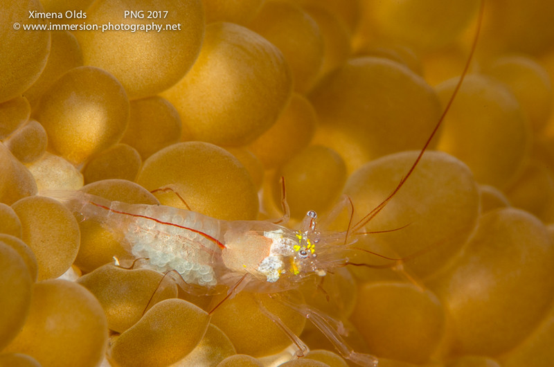 Shrimp with Eggs MVFebrina PNG By Ximena Olds
