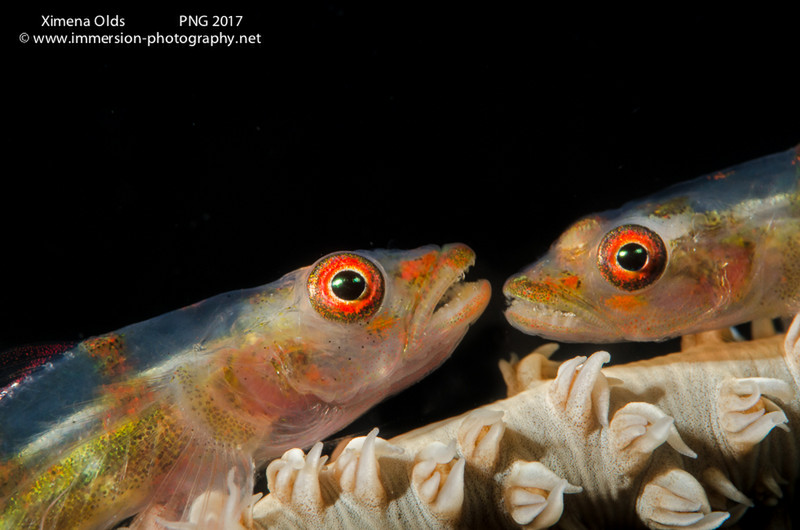 Territorial Gobies MVFebrina PNG By Ximena Olds