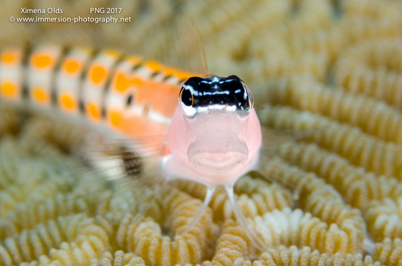 Three Lined Blenny MVFebrina PNG By Ximena Olds